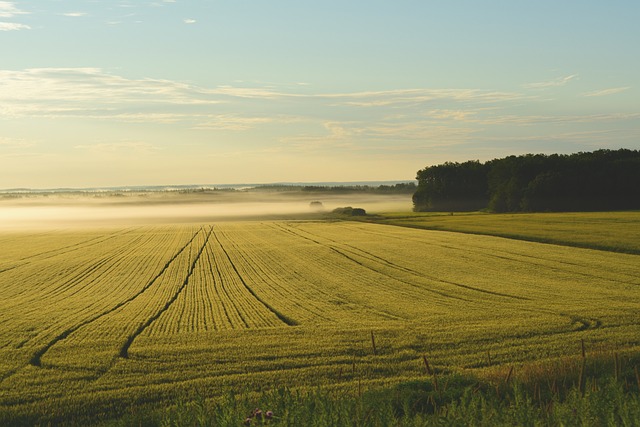 farm-5836815_640.jpg
