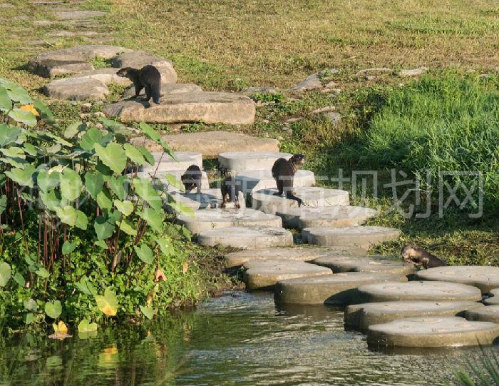 13  曾经消失的水獭的回归 Once Extinct, Now A Resident.jpg